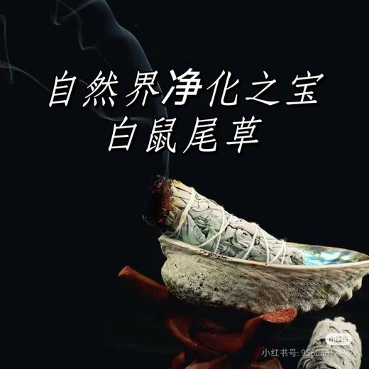 可遇不可求的好货 自然疗愈之白鼠尾草 商品图1