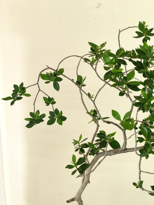 海岛栀子花 商品图1