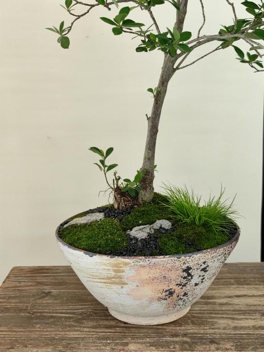 海岛栀子花 商品图1