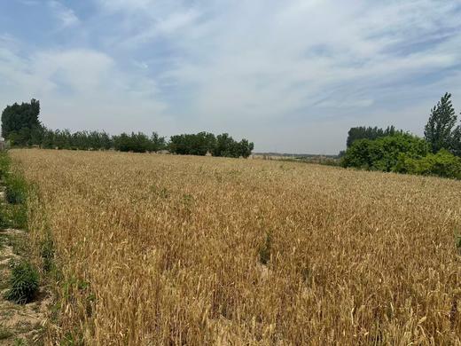 绿小麦全麦面粉5斤 商品图4