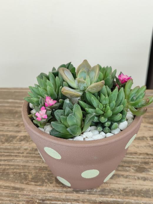 圆点盆多肉盆栽 商品图2