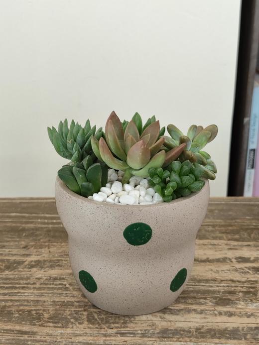 圆点盆多肉盆栽 商品图5