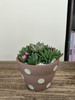 圆点盆多肉盆栽 商品缩略图1