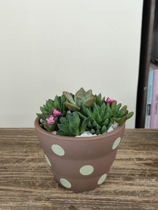 圆点盆多肉盆栽 商品图1