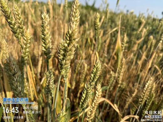 绿小麦全麦面粉5斤 商品图2