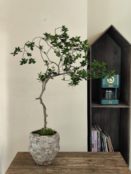 海岛栀子花 商品图0