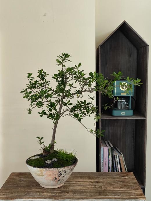 海岛栀子花 商品图0