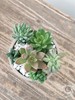 圆点盆多肉盆栽 商品缩略图4