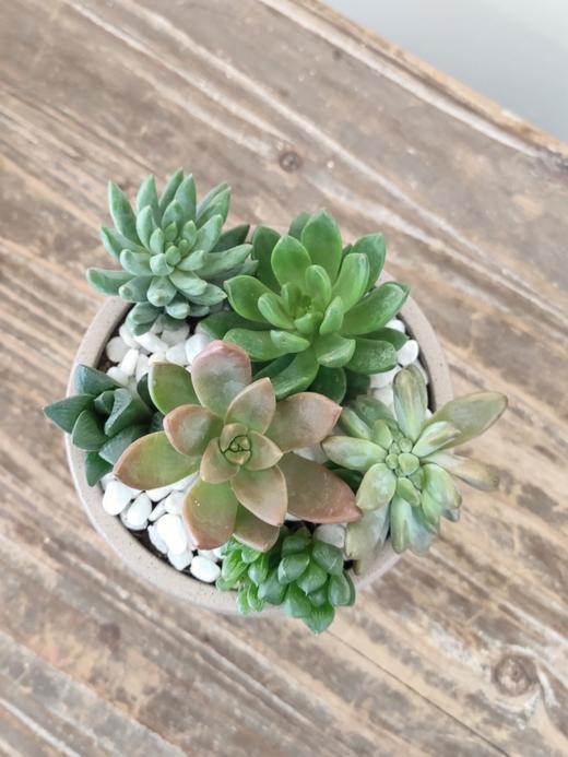 圆点盆多肉盆栽 商品图4