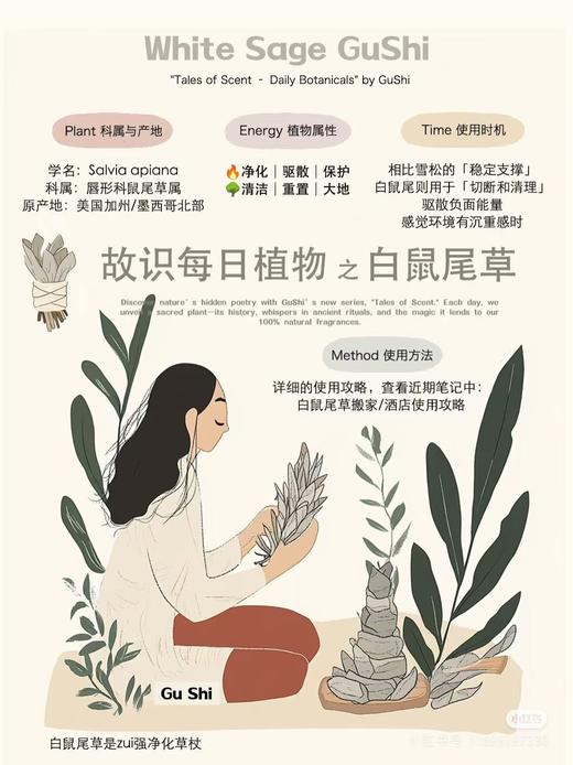 可遇不可求的好货 自然疗愈之白鼠尾草 商品图4