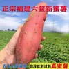 佐禧佑福 六鳌蜜薯红心蜜薯糯香甜地瓜农家种植产地直发（顺丰包邮）六鳌红蜜薯 商品缩略图4