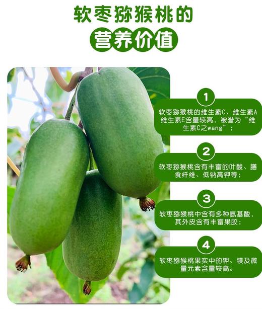 丹东 软枣无毛猕猴桃「奇异莓」 商品图5