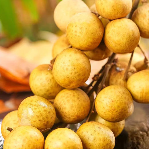 佐禧佑福 海南储良龙眼新鲜当季现摘带枝条发货（顺丰发货） 商品图3