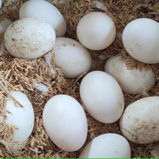 [地标好物] 连城白鸭蛋 30枚 商品图2