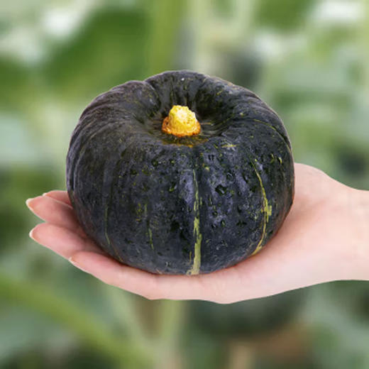 佐禧佑福 山东正宗贝贝南瓜 粉面香甜小南瓜 香甜软糯产地直发 商品图6