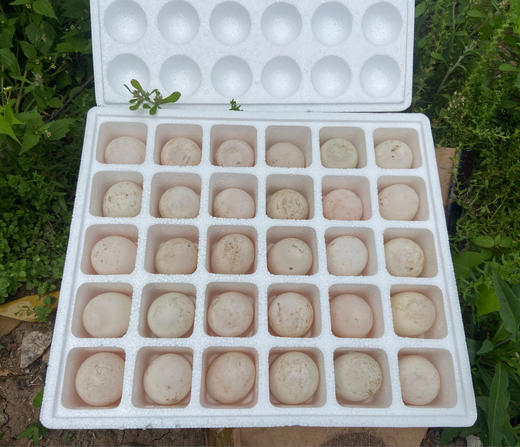 [地标好物] 连城白鸭蛋 30枚 商品图5