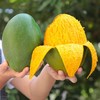 佐禧佑福 芒果 四川攀枝花凯特芒果新鲜水果当季特大芒果 商品缩略图1
