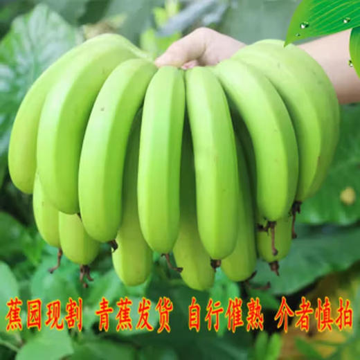佐禧佑福 福建漳州天宝黄皮香蕉 现割绿皮香蕉当季水果青香蕉新鲜水果 商品图0