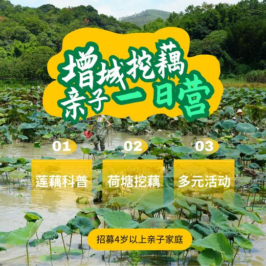 增城乡村挖藕亲子一日营（GZYX） 商品图0