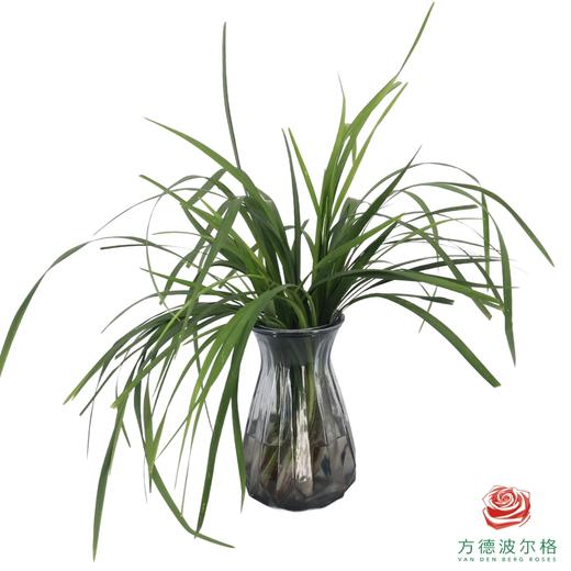 春兰叶  一扎 商品图1