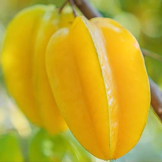 佐禧佑福 福建漳州杨桃精选当季时令水果鲜甜多汁【顺丰发货】 商品图4