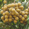 佐禧佑福 海南储良龙眼新鲜当季现摘带枝条发货（顺丰发货） 商品缩略图4