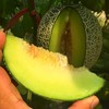 佐禧佑福 山东正宗玫珑网纹瓜一藤一瓜软糯多汁新鲜当季水果 商品缩略图2