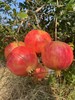 云南高原突尼斯软籽石榴 商品缩略图5