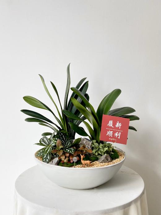 君子兰/白盆MXY428 商品图0