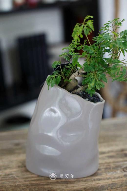 芹叶福禄桐 商品图2