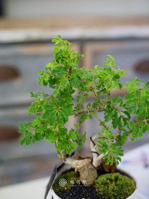 芹叶福禄桐 商品图1