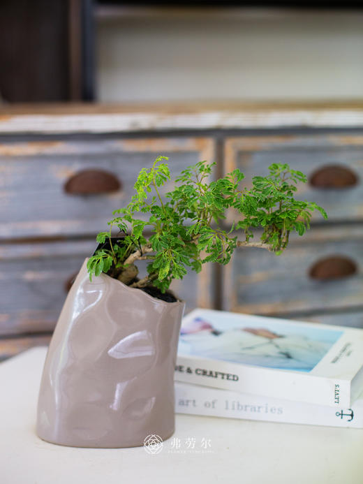 芹叶福禄桐 商品图0