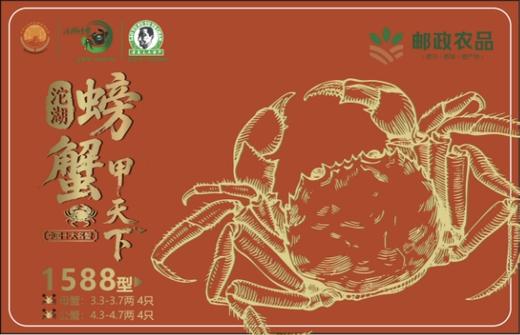老渔夫沱湖螃蟹蟹卡1588型 母3.3-3.7两/4只+公4.3-4.7两/4只【BH】【LYF】 商品图0
