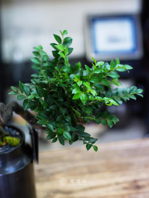 造型提根紫檀 商品图1