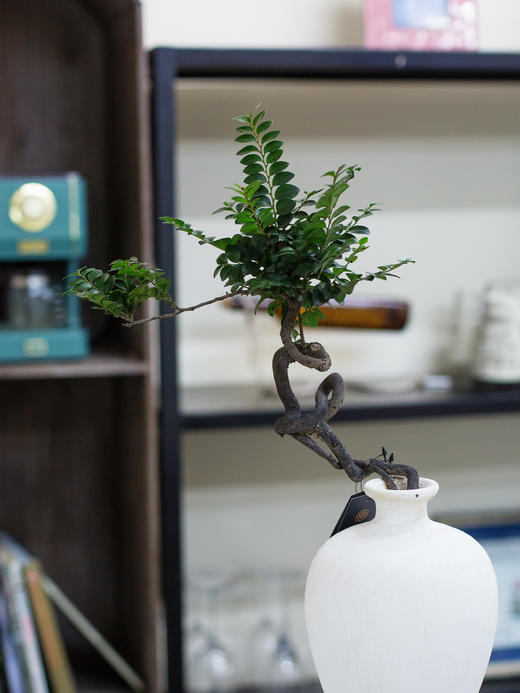 造型提根紫檀 商品图1