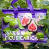 18°果缘®️「花香蜜」空运无花果 整件2层 16~20粒 商品缩略图2