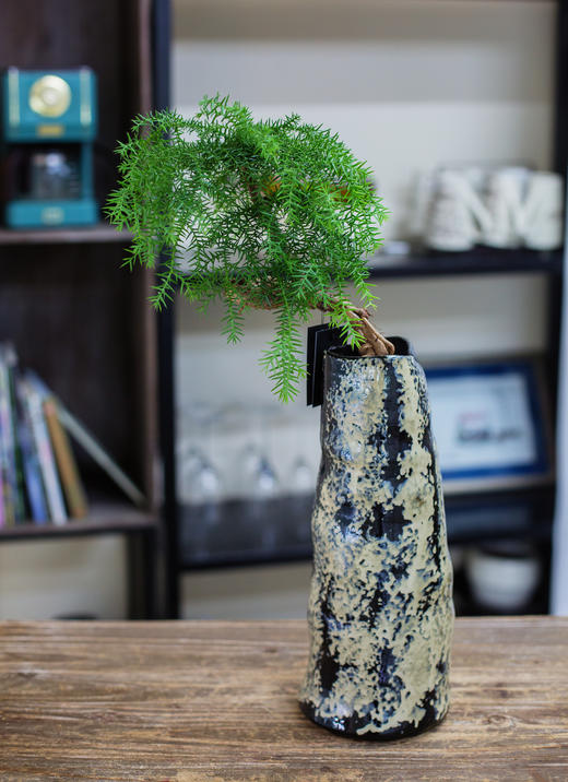 造型澳洲松 商品图0