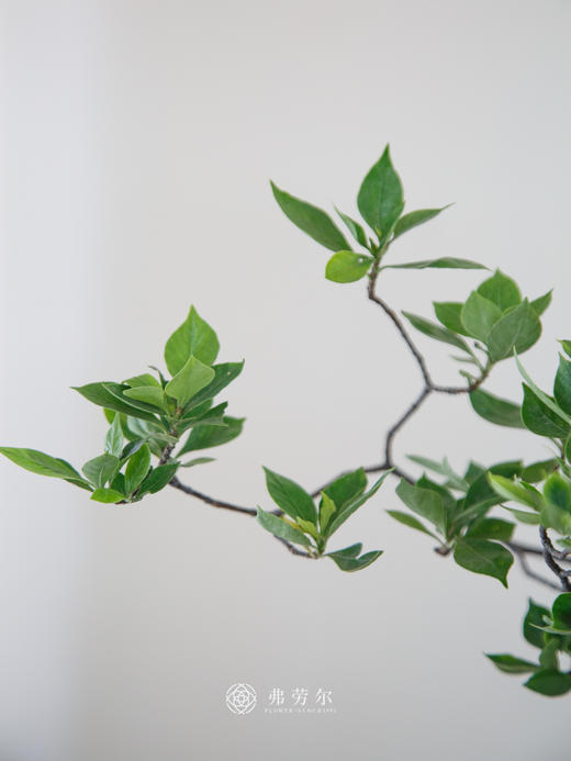 海岛栀子花 商品图2