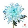 VDB吸色小菊-黛蓝 5枝一扎 商品缩略图1