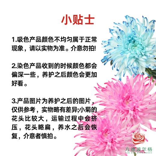 VDB吸色小菊-蒂芙尼蓝 5枝一扎 商品图6