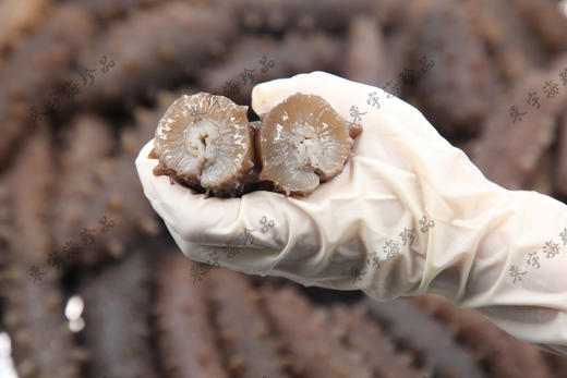 有机即食海参 商品图3