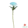 VDB吸色小菊-黛蓝 5枝一扎 商品缩略图5