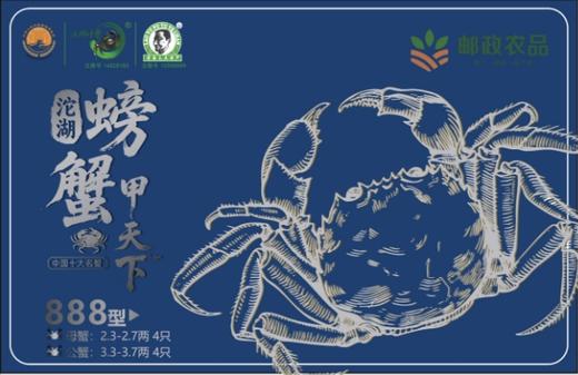 老渔夫沱湖螃蟹蟹卡888型 母2.3-2.7两/4只+公3.3-3.7两/4只【BH】【LYF】 商品图0