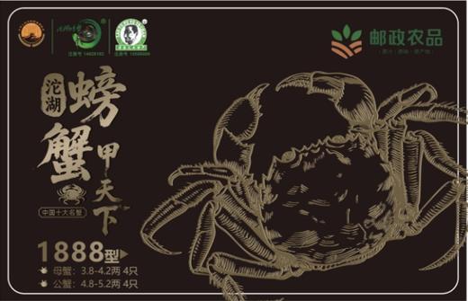 老渔夫沱湖螃蟹蟹卡1888型 母3.8-4.2两/4只+公4.8-5.2两/4只【BH】【LYF】 商品图0