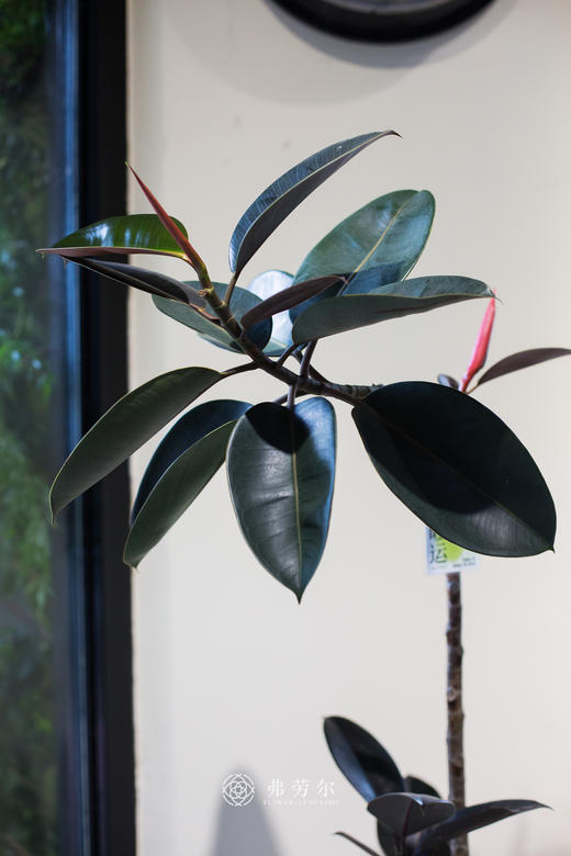 造型黑金刚 商品图1