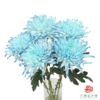 VDB吸色小菊-黛蓝 5枝一扎 商品缩略图0