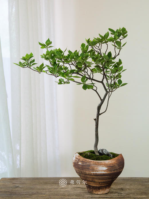 海岛栀子花 商品图0