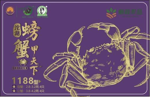 老渔夫沱湖螃蟹蟹卡1188型 母2.8-3.2两/4只+公3.8-4.2两/4只【BH】【LYF】 商品图0