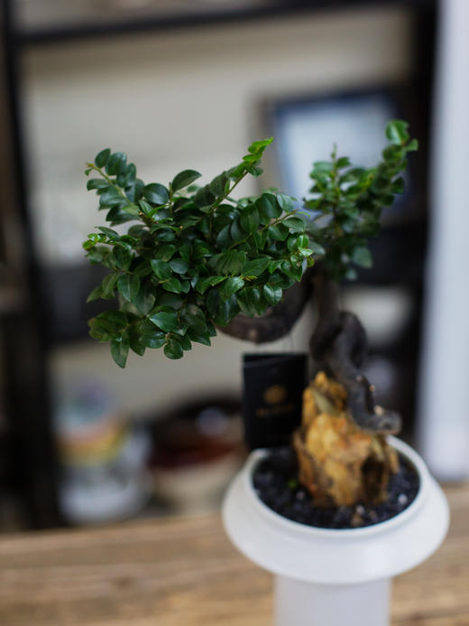 造型提根紫檀 商品图1