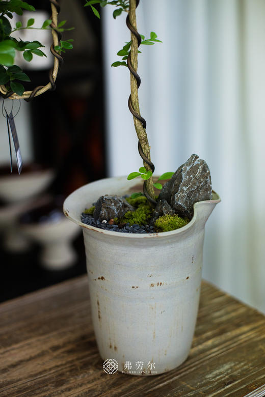 文人九里香 商品图1